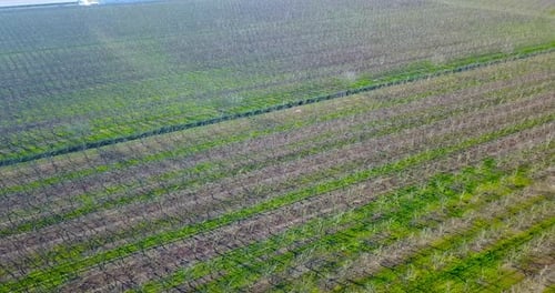 Terrain with Green Sprouted Land Strips and Tree Saplings