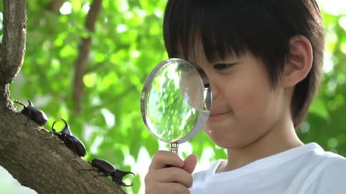 Lindo niño asiático mirando a través de una lupa a un escarabajo rinoceronte en el bosque