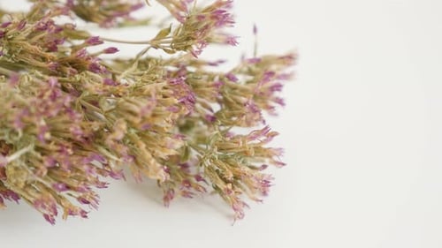 Fleurs séchées DOF Centaurium erythraea peu profondes à inclinaison lente 4K 2160p 30 images par seconde en UltraHD - Common Eur