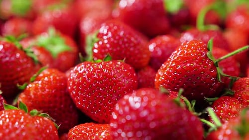 Harvest Of Ripe Red Strawberries Closeup Strawberry Rotation