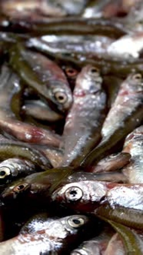Close Up View of Fresh Small Fish