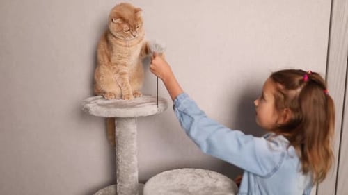Une petite fille heureuse et mignonne joue avec son chat à la maison. aime les animaux de compagnie, amitié