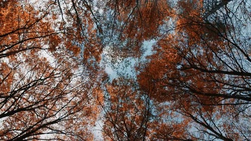 Topas de árvores com folhas de outono no parque nacional