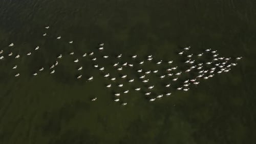 Flamingo Moves Over Lake