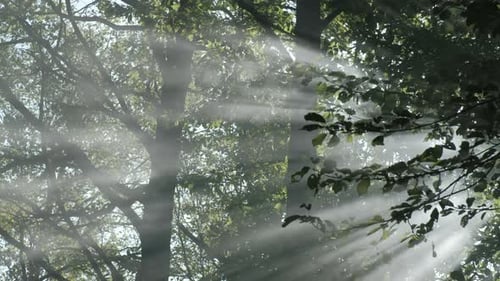 Spooky Forest, Mist Fog Sun Rays through Trees