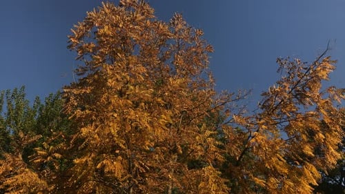 Hermosa escena de la naturaleza junto a las imágenes otoñales de 3840X2160 UltraHD de slow tilt - Color naranja y amarillo