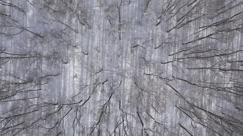 Overhead View of Top of Winter Forest