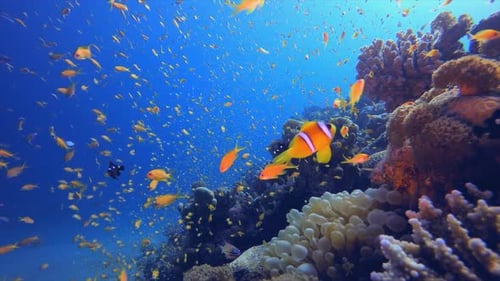 Underwater Clownfish Tropical View