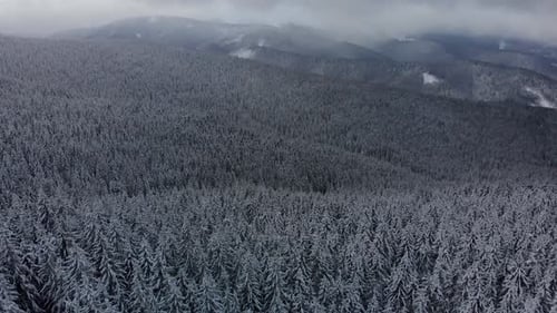 Aerial Flying over Mountain Winter Pine Forest