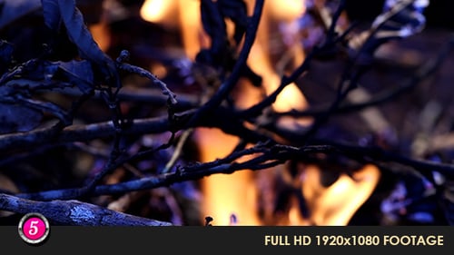 Campfire Flames Flickering in Dark Wilderness