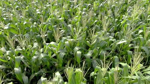 Aerial View of Corn Crops Field From Drone. Flight Above Rural Countryside Landscape With Growing C