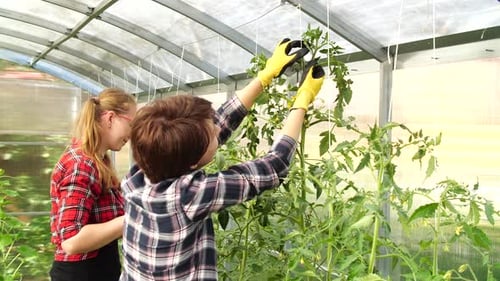 Tying Tomato Plants in a Bright Greenhouse