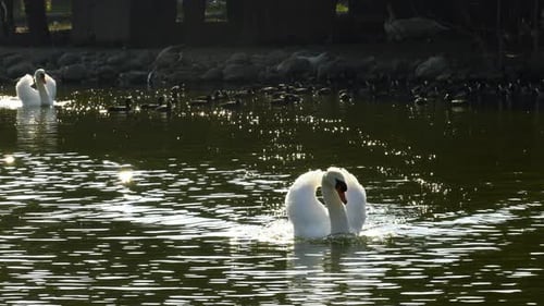 Weißer Schwan im See