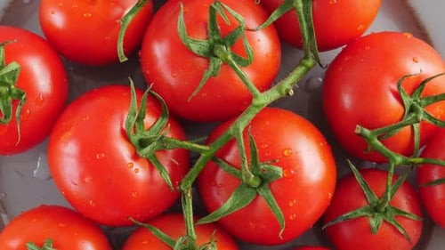 Rote reife Tomaten mit grünem Zweig auf Teller