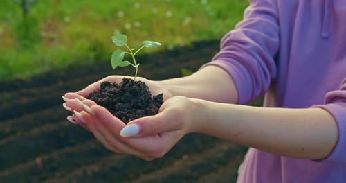 Hands Holding Small Green Plant with Dirt