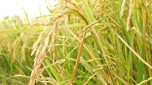 Spike Rice