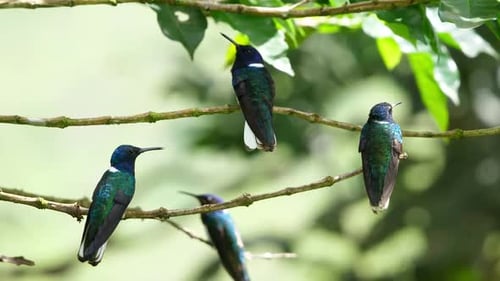 Weißhals-Jakobinvögel in ihrem natürlichen Lebensraum im Wald