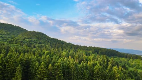 Aerial View of Green Pine Forest with Dark Spruce Trees Covering Mountain Hills