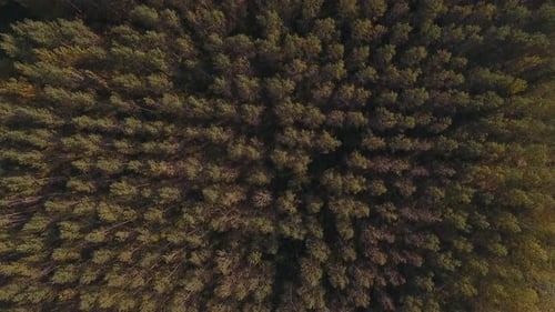 Wald im Herbst