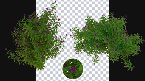 Animated Bush with Purple Flowers Growing