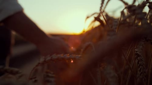 Hand Touches Wheat in Golden Field at Sunset