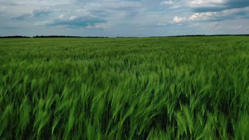 Grünes Feld unter blauem Himmel. Biologische Pflanzen, die auf landwirtschaftlichen Flächen wachsen.