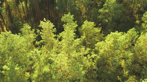 Aerial View Of Green Forest Landscape. Top View In Summer Evening. Natural Backdrop Background Of