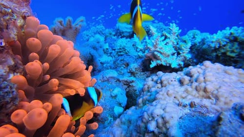 Poisson-clown tropical et anémones de mer