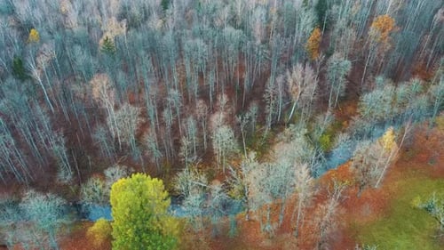 River and Colorful Forest Woodland at Autumn Trees Forest Landscape Aerial Shot