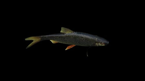 Black Red Eye Fish Ansicht von oben