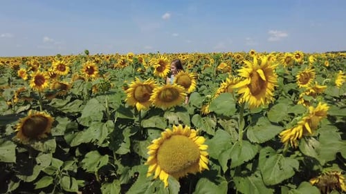 Young Girl Walking in the Sunflowers Field in Summer During Sunny and Windy Day in Belarus