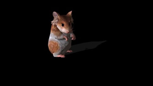 Cute Animated Hamster with Alpha Channel Loop