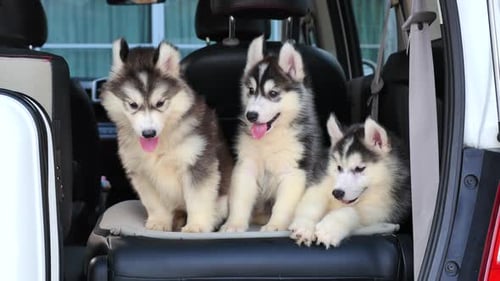 Husky Puppies Sitting in a Car