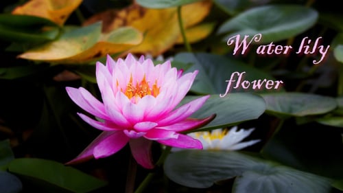 Water Lily Flower 4