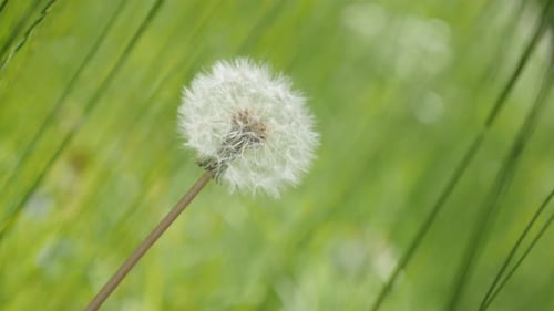 Feld und Taraxacum Blume grün natürlicher Hintergrund 4K 3840X2160 UHD-Aufnahmen - Einsamer Löwenzahnfluss