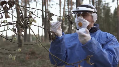 Scientist Collecting Samples From Tree Branch in Forest