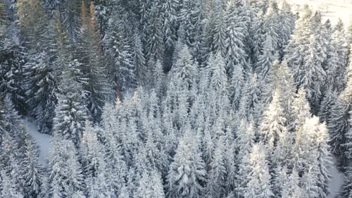 Aerial view of Winter Spruce and Pine Forest