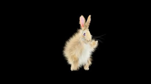 Cute Fluffy Rabbit Waving and Pointing with Alpha Channel