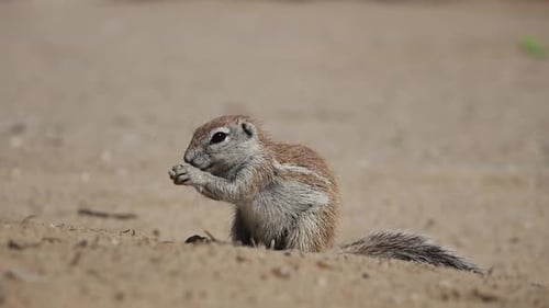Feeding Ground Squirrel