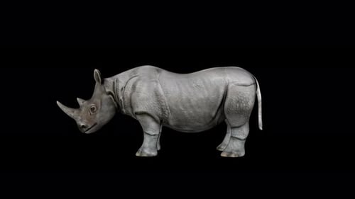 3D Animated Rhinoceros Standing Loop