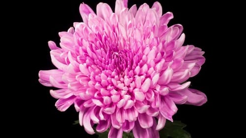 Pink Chrysanthemum Blooming on Black Background