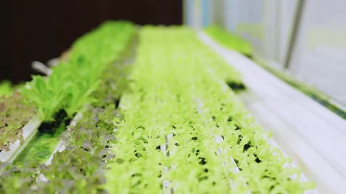 Dolly Shot de légumes frais biologiques, système hydroponique d'eau sans sol dans une serre