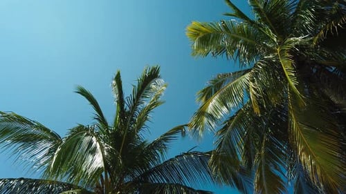 Palm Trees Swaying Against a Blue Sky