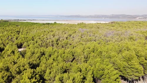 Aerial of Flying Over a Beautiful Green Forest in a Rural Landscape.