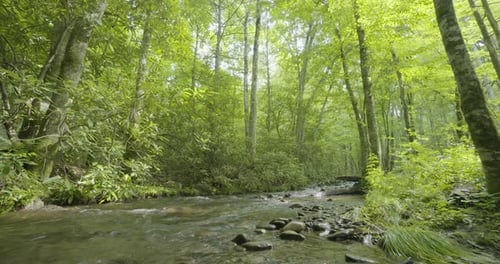 ein Gebirgsbach in North Carolina