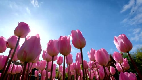 Blooming Tulips in Keukenhof Flower Garden. Lisse, the Netherlands.