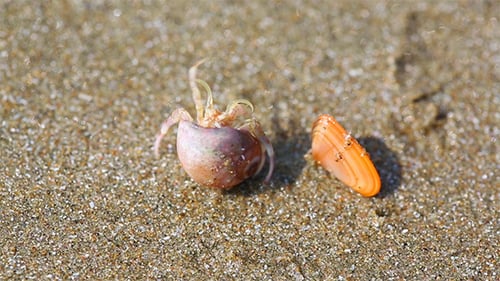 Hermit Crab