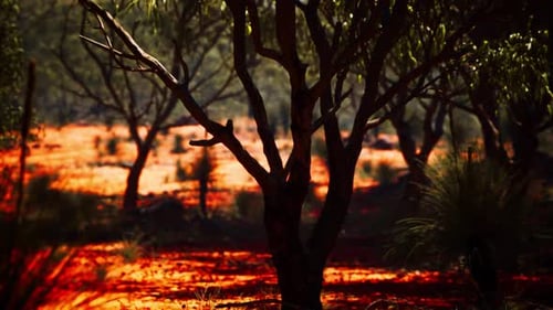 Vibrant Australian Outback Landscape with Gum Trees and Red Soil