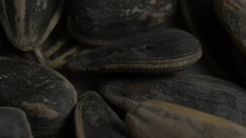 Macro Shot of Pile of Sunflower Seeds