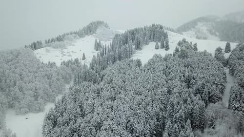 The winter forest in the mountains is covered with fresh snow, Snow falls in the forest